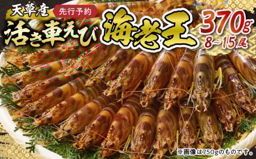 【鮮度抜群】《美味しさの極み》天草産・幸福堂の活き車えび『海老王』(370g)〈先行予約〉※全国_S005-005熊本県天草市22000魚介・海産物エビ