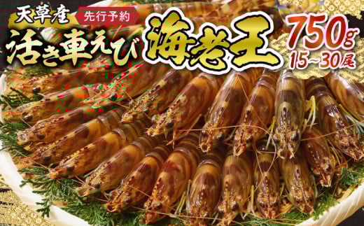 【鮮度抜群】《美味しさの極み》天草産・幸福堂の活き車えび『海老王』(750g)〈先行予約〉※全国_S005-007熊本県天草市40000魚介・海産物エビ