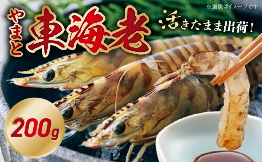 活き車海老「やまと車海老」200g_S010-081熊本県天草市10000魚介・海産物エビ