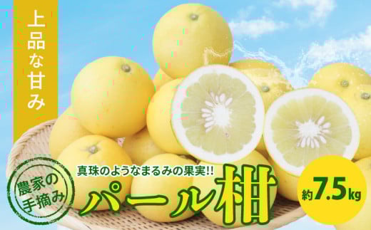 S040-022_農家の手摘み パール柑 約7.5kg〈先行受付〉 先行予約 柑橘 約 7.5kg 天草産 果物 フルーツ 真珠 手摘み 固め 食感 食べ応え 果肉 上品 甘み おいしい おすすめ 人気 予約受付 常温 お取り