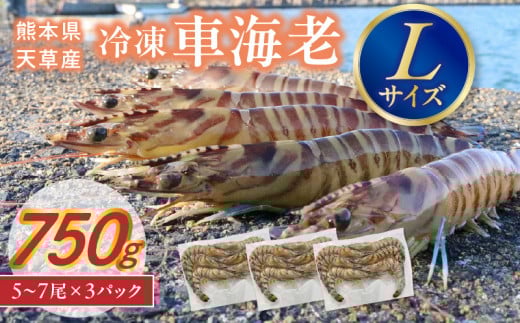 S146-002_家庭用 Lサイズ 冷凍 車海老(要加熱)750g熊本県天草市13000魚介・海産物エビ