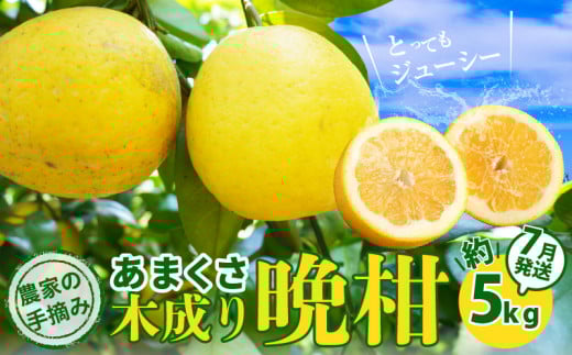 S040-032_農家の手摘みあまくさ木成り晩柑  約5kg<7月発送>熊本県天草市10000果物・フルーツみかん・柑橘類