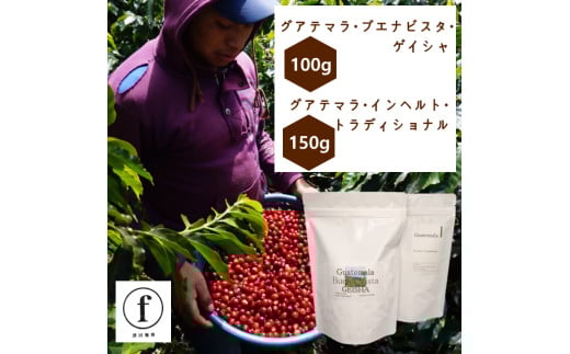 15-50_グアテマラ・ブエナビスタ・ゲイシャ100g、グアテマラ・インヘルト・トラディショナル150gのみ比べセット| コーヒー 珈琲 コーヒー粉  コーヒー豆 珈琲豆 珈琲粉 自家焙煎 飲料 ゲイシ