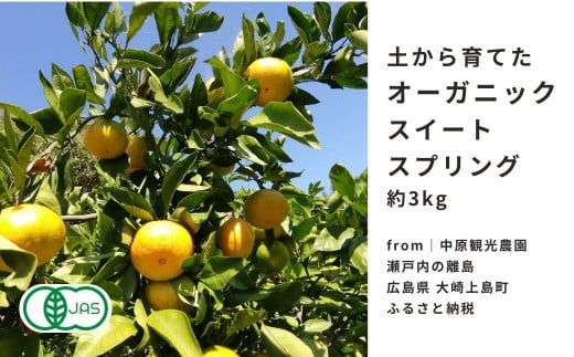 オーガニック スイートスプリング 約3kg 2〜3月発送 国産 有機JAS認証 瀬戸内 広島 大崎上島 離島 有機栽培 柑橘 果物 オーガニック フルーツ ギフト 防腐剤不使用 ワックス不使用 無添加  産