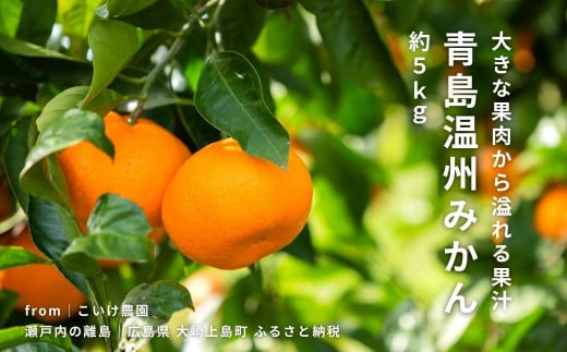 青島温州みかん 約5kg 1月下旬頃発送予定 こいけ農園 広島県 大崎上島町 瀬戸内 離島 濃厚 果物 フルーツ 柑橘 みかん  産地直送広島県大崎上島町16000果物・フルーツみかん・柑橘類
