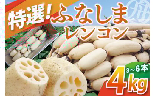 【先行予約】【特選】ふなしま蓮根(4kg箱)3〜6本【レシピ 高品質 幻の蓮根 老舗 希少品種 柔らかい】(82-01-1)茨城県阿見町15000野菜・きのこ大根・ニンジン・根菜類