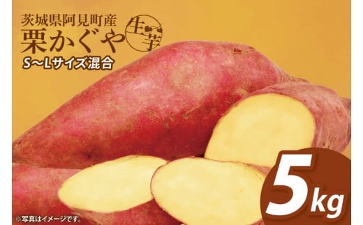 【12月下旬より順次発送】さつまいも くりかぐや5kg【甘藷 甘い さつま芋 サツマイモ 薩摩芋 茨城県産 茨城県 阿見町】(90-01)茨城県阿見町6000野菜・きのこじゃがいも・イモ類