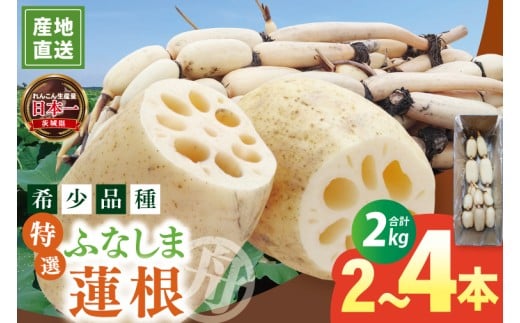 【特選】ふなしま蓮根(2s箱)| 老舗産地 レンコン 希少品種 れんこん 柔らかい 産地直送(82-02)茨城県阿見町8000野菜・きのこ大根・ニンジン・根菜類