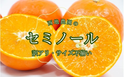 ys\z 2 TCYs 󂠂 ƒp n_̃Z~m[4.5kgy2026N3{珇z / Z~m[ 킯 󂠂 ƒp ƒp s ݂  kOdI