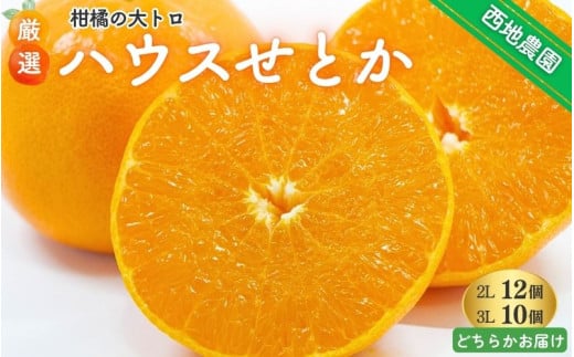 【先行予約】 西地農園のハウスせとか 2L 12個 or 3L 10個【2026年2月中旬より順次発送】 / 手選別 せとか ハウスせとか 2L 3L みかん ミカン 蜜柑 柑橘 果物 くだもの フルーツ 産地直送 人気三重