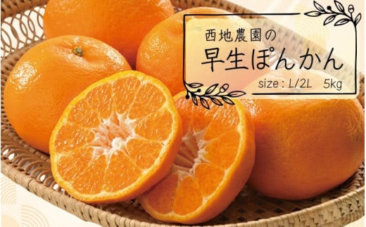 【先行予約】L・2Lサイズのみ 西地農園の早生ぽんかん 5kg【2025年12月末から順次発送】 /  ぽんかん 柑橘 みかん 蜜柑 ハウス 2L L 早生三重県紀宝町12000果物・フルーツみかん・柑橘類