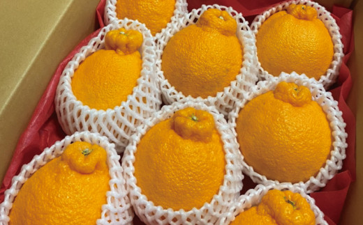 サイズ2L以上 ハウス不知火 3kg【2026年1月上旬から2月下旬に順次発送】 / 不知火 柑橘 みかん 蜜柑 ハウス 2L 3L三重県紀宝町14000果物・フルーツみかん・柑橘類