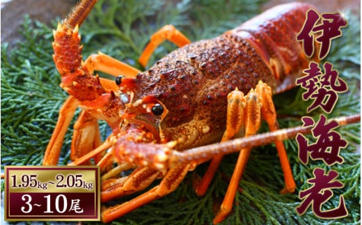 天然 伊勢えび(活)3〜10尾 1.95〜2.05kg【2025年10月中旬頃から2026年3月末までに順次発送(1月は漁不可)】 / 伊勢えび 伊勢海老 海老 海鮮 天然 えび エビ 活三重県紀宝町75000魚介・海産物エビ