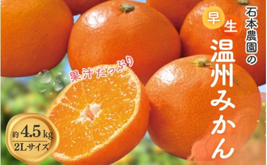 2Lサイズ 石本農園の早生温州みかん約4.5kg【11月下旬から12月末頃までに順次発送】 / みかん ミカン 蜜柑 温州三重県紀宝町10000果物・フルーツみかん・柑橘類
