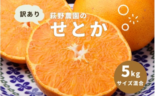 萩野農園の 訳あり せとか 5kg  サイズ混合 みかん ミカン せとか 訳アリ わけあり 家庭用 柑橘 果物 くだもの フルーツ 旬 産地直送 農家直送【2026年3月中旬から4月上旬までに順次発送】三重