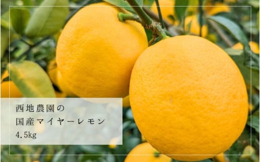 【先行予約】西地農園の国産マイヤーレモン 4.5kg【2025年12月末から2026年1月上旬頃に順次発送致します。】  / 檸檬 レモン れもん 柑橘 国産 大容量 数量限定 ご家庭用 家庭用三重県紀宝町1100