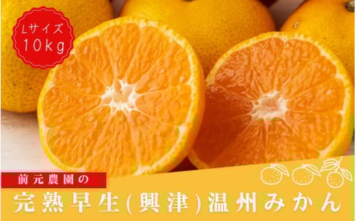 Lサイズ 前元農園の完熟早生(興津)温州みかん 10kg【12月初旬〜1月中旬に順次発送】 /  フルーツ  早生 興津 温州 みかん 蜜柑 三重県  高品質 みえ アルギット【mmg016A】三重県紀宝町25000果物・