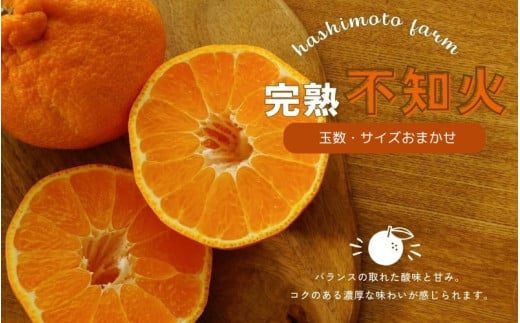 【先行予約】橋本農園の完熟不知火 10kg 玉数・サイズおまかせ【2026年2月中旬〜3月中旬までに順次発送】 / デコポン 不知火 完熟 フルーツ 果物 くだもの 先行予約三重県紀宝町24000果物・フ