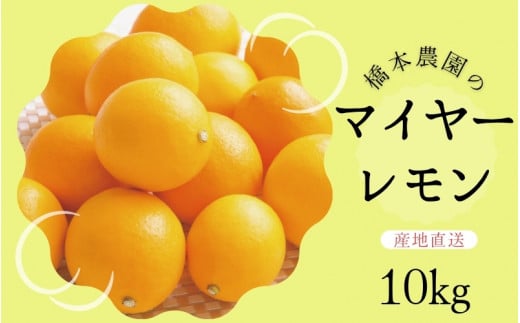 【先行予約】橋本農園のマイヤーレモン 10kg【2025年12月中旬から2026年1月中旬までに順次発送】 / レモン マイヤーレモン 檸檬 先行予約三重県紀宝町21000果物・フルーツみかん・柑橘類