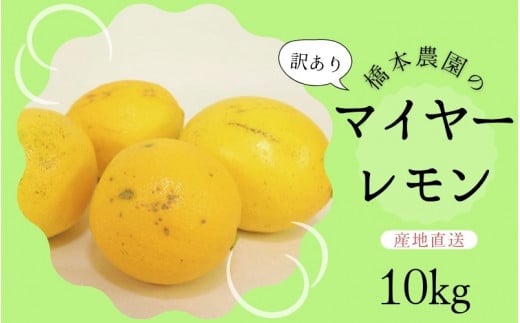 【先行予約】橋本農園の 訳あり マイヤーレモン 10kg【2025年12月中旬から2026年1月中旬までに順次発送】 / レモン マイヤーレモン 檸檬 先行予約 家庭用 ご家庭用三重県紀宝町18000果物・フル