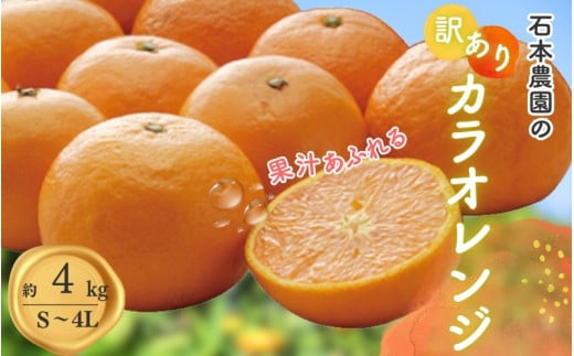 󂠂 S-4L TCY܂ Ζ{_̃JIW 4kg y2026N4{牺{܂łɏz  / ݂ ~J  JIW 󂠂 ܂OdI11000ʕEt[c݂