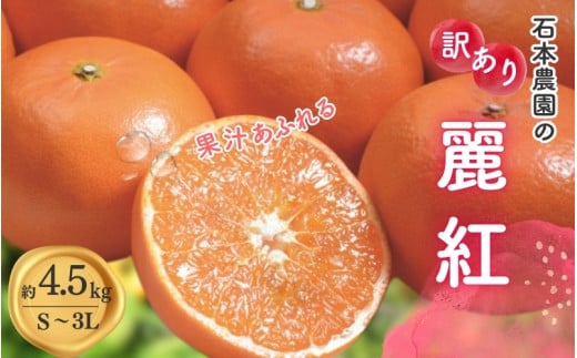 訳あり S-3L サイズおまかせ 石本農園の麗紅 4.5kg 【2026年1月中旬から2月末頃までに順次発送】/ みかん ミカン 蜜柑 麗紅 れいこう 訳あり おまかせ三重県紀宝町13000果物・フルーツみかん・柑