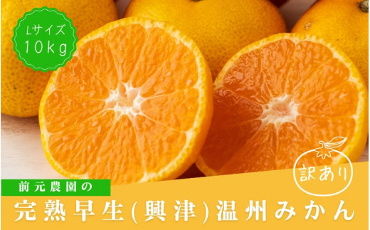 訳あり Lサイズ 前元農園の完熟早生(興津)温州みかん 10kg【12月初旬〜下旬に順次発送】 /  フルーツ  早生 興津 温州 みかん 蜜柑 三重県  高品質 みえ アルギット 訳あり【mmg023B】三重県紀宝
