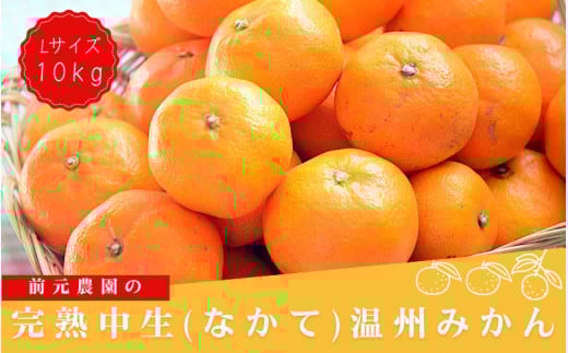 Lサイズ 前元農園の完熟中生(なかて)温州みかん 10kg【1月初旬〜下旬に順次発送】 /  フルーツ  中生 なかて 温州 みかん 蜜柑 三重県  高品質 みえ アルギット【mmg029B】三重県紀宝町25000果物
