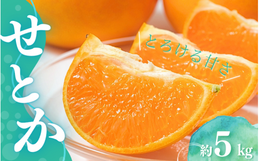 【先行予約】Lから3Lのサイズ混合 橋本農園のせとか 5kg 【2026年3月上旬から3月下旬に順次発送】 / せとか 露地 L 2L 3L みかん 蜜柑 柑橘 フルーツ 果物 くだもの 先行予約三重県紀宝町17000果物
