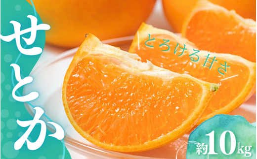 【先行予約】Lから3Lのサイズ混合 橋本農園のせとか 10kg 【2026年3月上旬から3月下旬に順次発送】 / せとか 露地 L 2L 3L みかん 蜜柑 柑橘 フルーツ 果物 くだもの 先行予約三重県紀宝町25000果