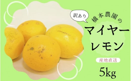 【先行予約】橋本農園の 訳あり マイヤーレモン 5kg【2025年12月中旬から2026年1月中旬までに順次発送】 / レモン マイヤーレモン 檸檬 先行予約 家庭用 ご家庭用三重県紀宝町12000果物・フルー