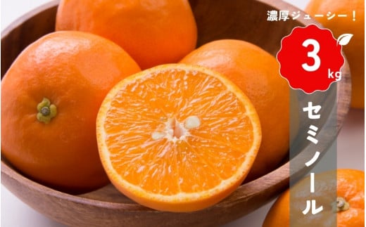 【先行予約】橋本農園の セミノール 3kg 【2026年3月中旬から4月中旬に順次発送】 / セミノール 柑橘 フルーツ 果物 くだもの 先行予約三重県紀宝町9000果物・フルーツみかん・柑橘類