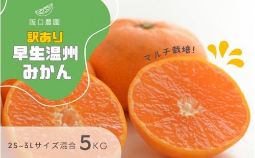 (先行予約) 2S~3L サイズ混合 5kg 阪口農園の 訳あり 早生温州みかん (マルチ栽培) 【2025年12月中旬から順次発送】 / みかん 蜜柑 先行予約 数量限定 ミカン三重県紀宝町11000果物・フルーツみか