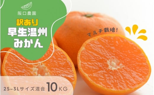 (先行予約) 2S~3L サイズ混合 10kg 阪口農園の 訳あり 早生温州みかん (マルチ栽培) 【2025年12月中旬から順次発送】 / みかん 蜜柑 先行予約 数量限定 ミカン三重県紀宝町19000果物・フルーツみか