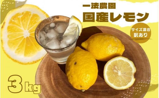 一法農園の 国産レモン サイズ混合 3kg(15個前後) 訳あり ご家庭用【12月中旬〜3月下旬までに順次発送】 / れもん レモン 檸檬 蜜柑 フルーツ 果物三重県紀宝町7000果物・フルーツみかん・柑橘