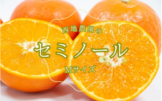 Mサイズ 西地農園のセミノール 4.5kg【2026年3月中旬から順次発送】 / セミノール みかん 蜜柑 柑橘三重県紀宝町9000果物・フルーツみかん・柑橘類