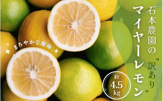 訳あり 石本農園の マイヤーレモン サイズ混合 約4.5kg 【12月中旬から12月末までに順次発送】/ レモン 柑橘 れもん 檸檬 マイヤー 紀宝三重県紀宝町10000果物・フルーツみかん・柑橘類