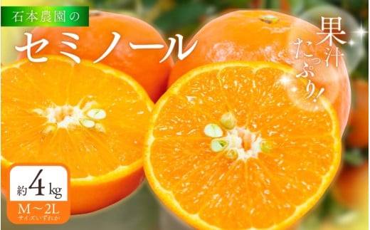 石本農園 の セミノール M〜2Lいずれか 約4kg【2026年3月下旬から4月上旬までに順次発送】/ 柑橘 セミノール 紀宝町三重県紀宝町10000果物・フルーツみかん・柑橘類