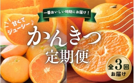 【全3回】 柑橘 定期便 石本果樹園 旬の柑橘をお届け! /  フルーツ 果物 くだもの 柑橘 フルーツ定期便 くだもの定期便 定期便 みかん ミカン 温州みかん せとか カラマンダリン  産地直送