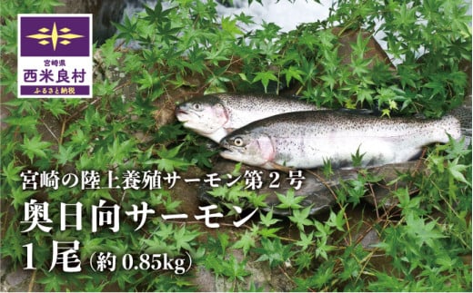 奥日向サーモン 1尾 贈答 ギフト お祝い 生食用 海鮮 魚介 完全無投薬 カルパッチョ 刺身 宮崎 西米良村宮崎県西米良村15500魚介・海産物鮮魚