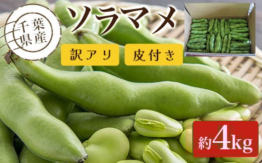 【先行受付】千葉県産 ソラマメ 4kg 訳アリ 皮付き【令和8年5月から順次発送】ふるさと納税 そらまめ ソラマメ そら豆 千葉県 大網白里市  AD002千葉県大網白里市12000野菜・きのこ豆類