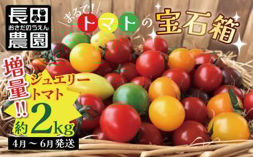 【2026年度予約分】増量約2kg!まるでトマトの宝石箱!フルーツジュエリートマト 4月〜6月発送 長田農園  産地直送 カラフル トマト とまと 野菜 やさい フルーツ サラダ 濃厚 甘い ご褒美 プ