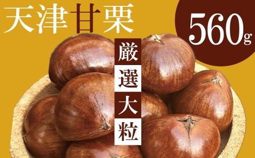 【新栗】(予約受付)この道50年の職人が焼く、やさしい甘みたっぷりの「厳選大粒」天津甘栗560g! 新栗 焼きたて 栗 くり 栗爪 殻付き お菓子 おつまみ 人気 高リピート 小分け 栗ご飯 栗