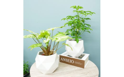 沖縄産❗️ フィカス　アルテシマ　曲がり ゴムの木　観葉植物 プレゼント フィカス・アルテシマ まがり L〈沖縄産〉 | 観葉植物の通販 AND