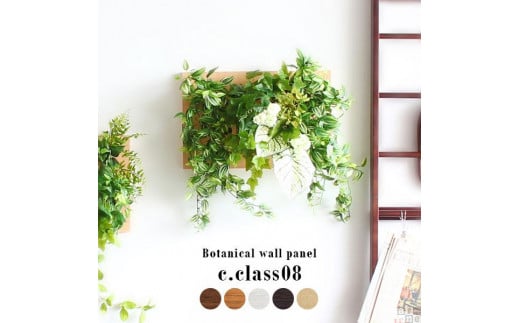 Botanical c.class 08@_[NuEmÉs55000ߗށEiEH|ȋ iEH|i