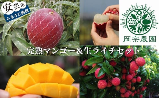 【先行受付】 完熟 マンゴー 生 ライチ セット フルーツ 果物 くだもの 季節限定 期間限定 数量限定 旬 国産 贈答 ギフト 贈り物 プレゼント デザート スイーツ アレンジ スムージー メリー