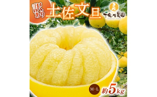 【 先行予約受付 】【 R8年発送 】 土佐文旦 M~L 約5kg 訳あり ぶんたん ワケあり 果物 柑橘 みかん 高知県 特産品 贈答用 ギフト 家庭用 フルーツ 旬 季節 果実 お取り寄せ 千光士農園 南国土佐