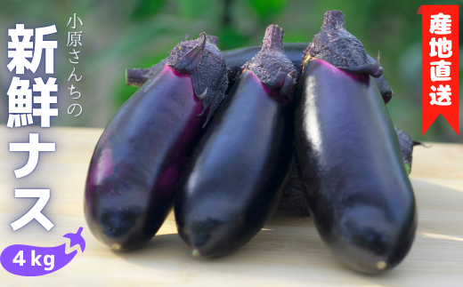 񂿂̎YnIVNiX 4kg ~tiX m nEX͔| GRVXe͔| _팸 z VG Q쏜 ۑ@ ①ۑ am Q _炩 ̂ Yʓ