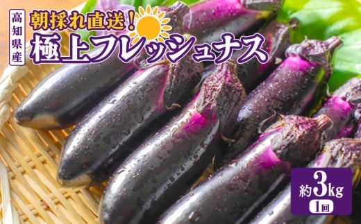 Ȃ  3kg  30{ y2025N10{蔭\z VN {  ֎q s\ Ԍ G  ͂ m _ƒ ̂ꂽ ₳ ̂ ɏtbV NxQ DG m