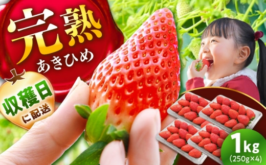 【先行予約】【2026年1月上旬から3月下旬に順次発送】あきひめ 250g×4パック / いちご 苺 イチゴ あきひめ 章姫 国産 ストロベリー 果物 フルーツ 旬 お取り寄せ 産地直送 完熟 おやつ デザー